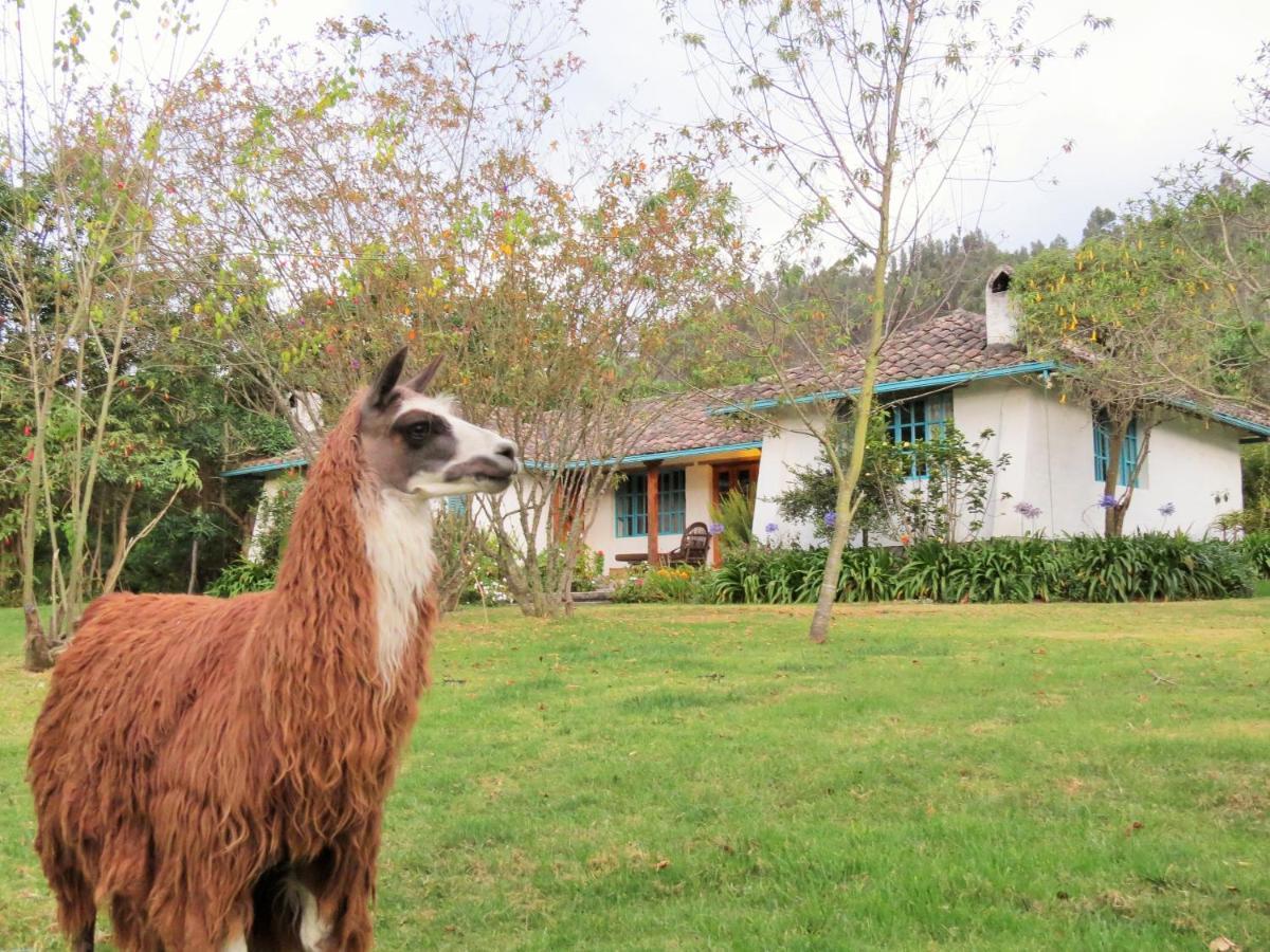 Las Palmeras Inn Otavalo Exteriör bild
